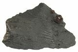 Red Embers Garnet in Graphite - Massachusetts #313415-1